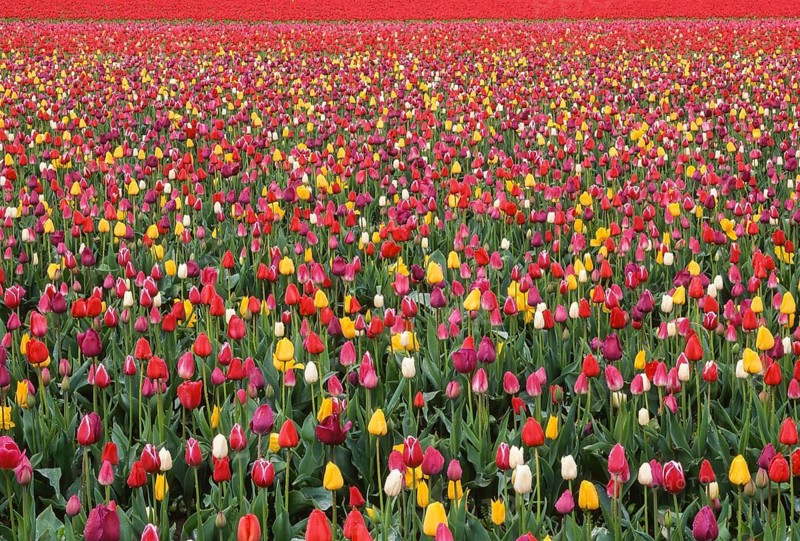 An expansive field of vibrant tulips in full bloom, showcasing a stunning array of colors under the gentle sunlight. A captivating scene of natural beauty and harmony in spring