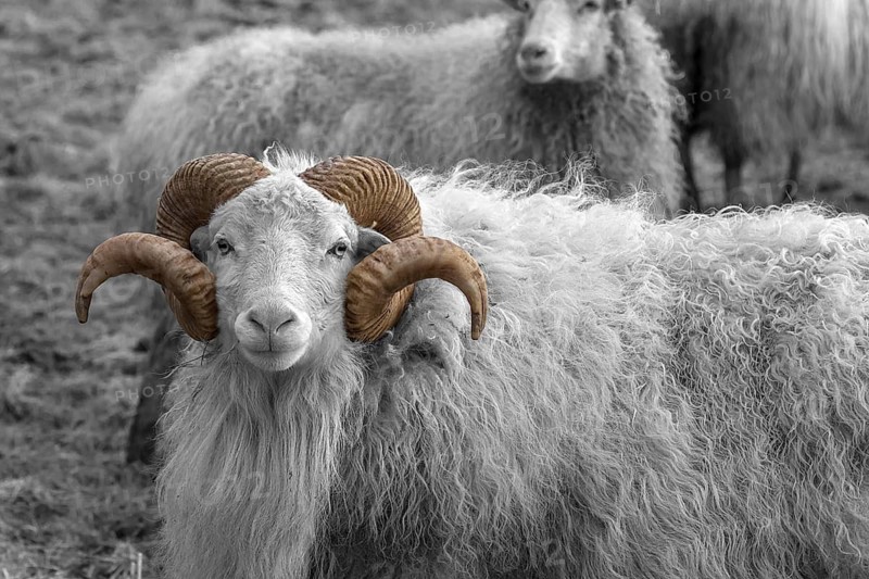 Sheep, male horned Moorschnucke (Ovis aries), white black, Rehna, Mecklenburg-Vorpommern, Germany