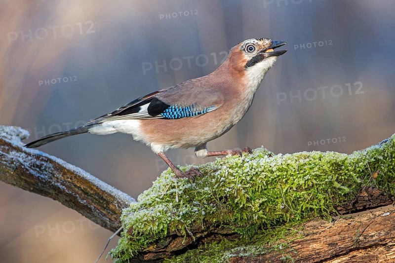 Eurasian Jay (Garrulus glandarius), Saxony-Anhalt, Germany