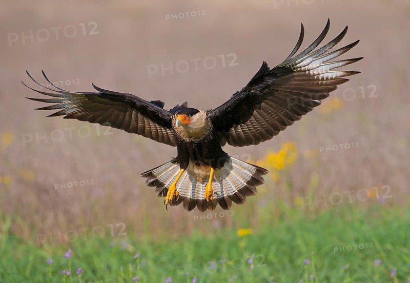 Crested Caracara (Caracara cheriway)