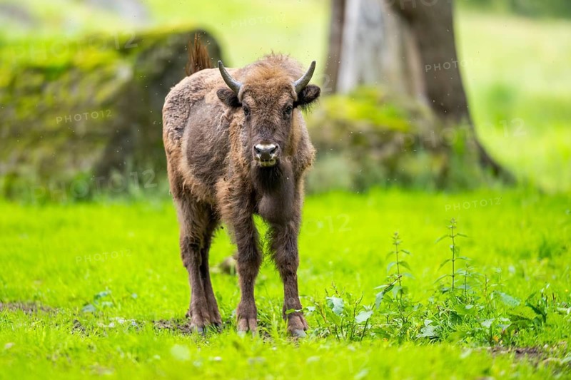 European bison (Bison bonasus) standing on a meadow in summer, Bavarian Forest, Germany