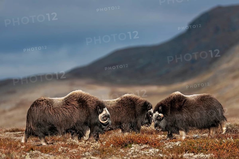 Again and again, the musk ox calves (Ovibos moschatus) engage in playful fights, play, test of strength, fight, quarrel, autumn, Ruska, autumn colours, Tundra landscape, Norway