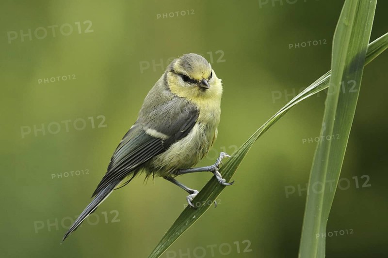 Eurasian Blue Tit (Cyanistes caeruleus) juvenile, Lower Saxony, Germany