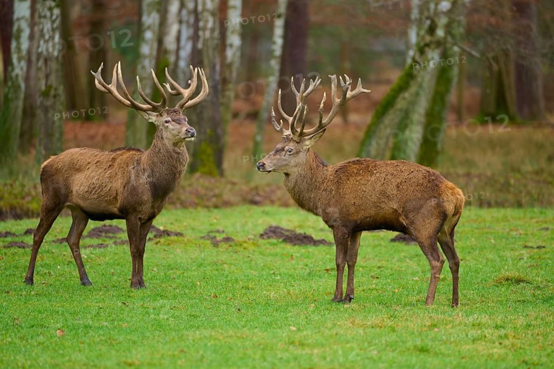 Two stags with impressive antlers standing next to each other on a green meadow, red deer (Cervus elaphus), Hesse, Germany