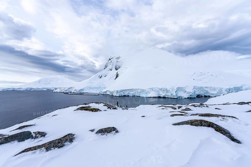 Snowy coastal landscape with glacier break-off and snow-covered mountain, small group of gentoo penguins (Pygoscelis papua) on rocky foreground, cloudy sky, Calm Bay, Antarctic Peninsula, Antarctica