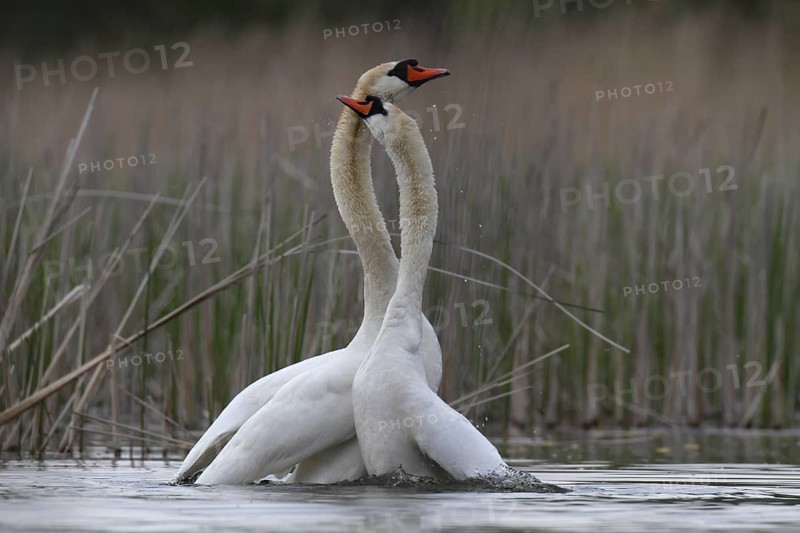 Mute Swan (Cygnus olor) pair courting, Mecklenburg-Western Pomerania, Germany