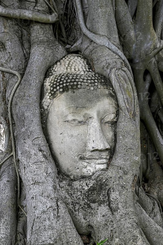 Sandstone Buddha head at the foot of a Bodhi tree in Wat Mahathat, Temple of the Great and Holy Relic, Ayutthaya, Ayutthaya Province, Thailand