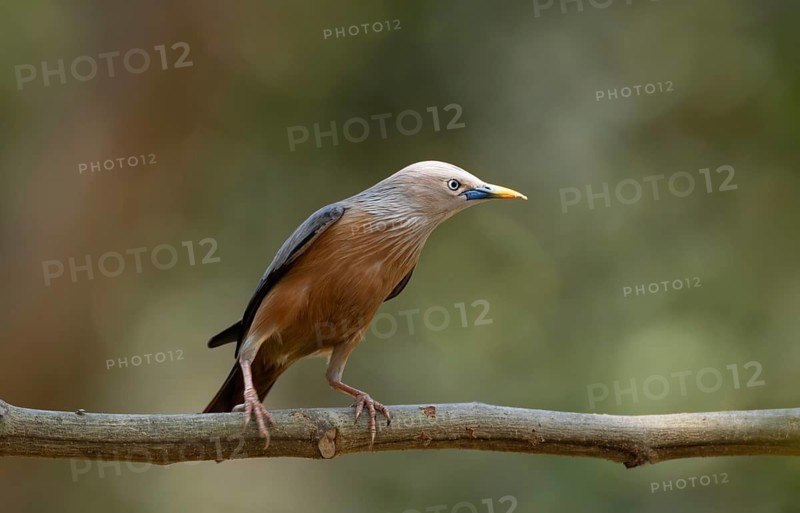 Chestnut-tailed starling (Sturnia malabarica), Sreepur, Gazipur, Bangladesh