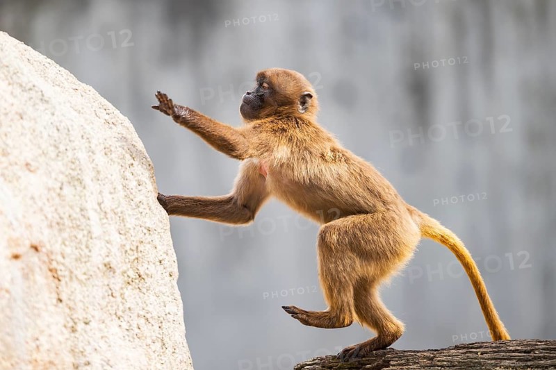 Gelada (Theropithecus gelada) youngster jumping up a rock, captive, Germany