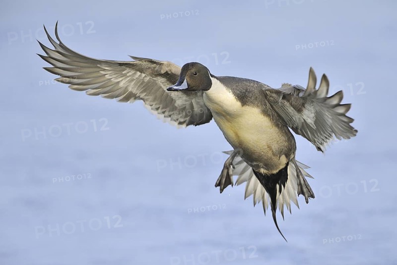 Northern Pintail (Anas acuta) male flying, British Columbia, Canada