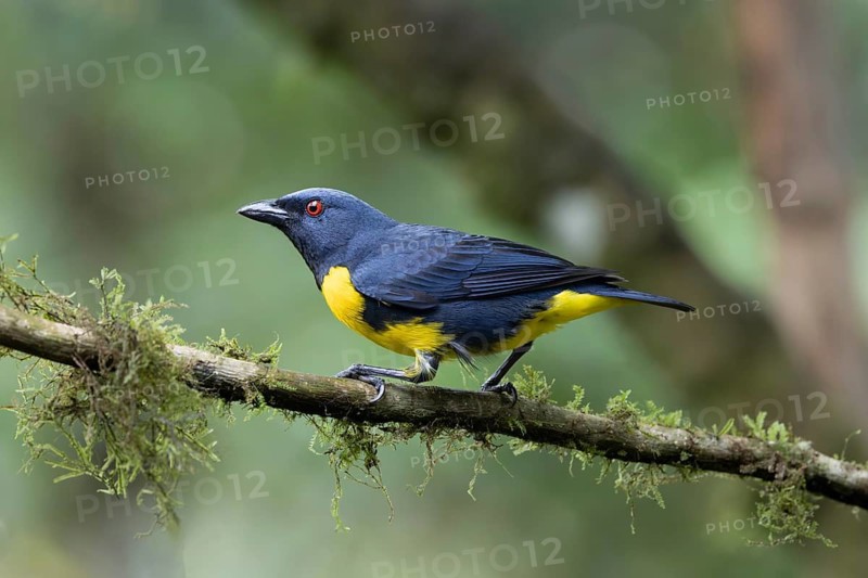 Blue-and-gold Tanager (Bangsia arcaei) perched on a branch, Costa Rica