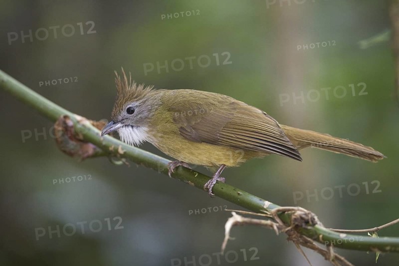 Puff-throated Bulbul (Alophoixus pallidus), Chaiyaphum, Thailand