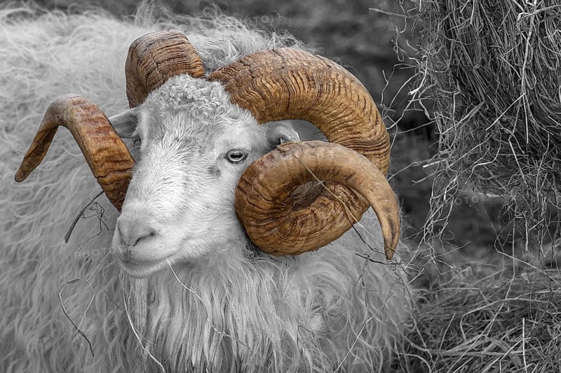 Portrait of a male moorland snook with horn (Ovis aries), black and white, Rehna, Mecklenburg-Vorpommern, Germany