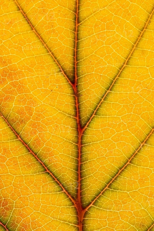 Structure of an autumn-colored leaf, foliage, tree, Vechta, Lower Saxony, Germany