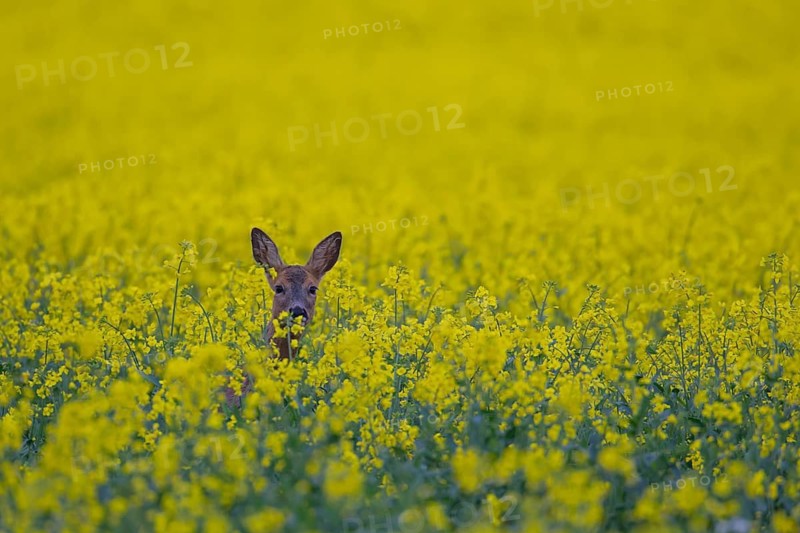 Roe deer (Capreolus capreolus) adult female doe animal in a farmland flowering oilseed rape field in summer, Suffolk, England, United Kingdom