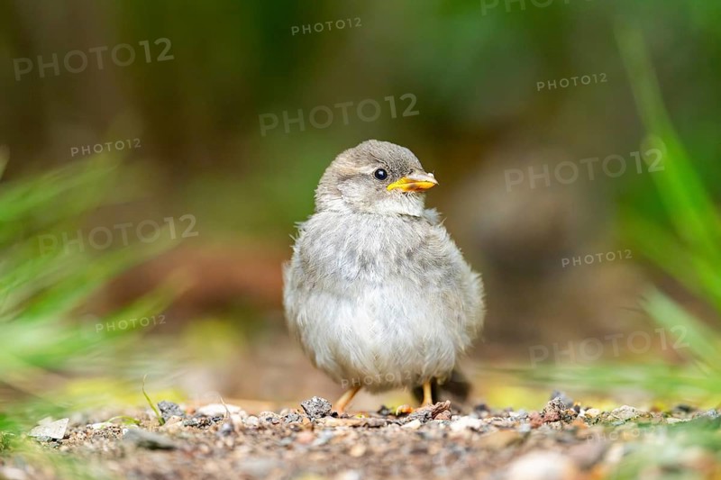 House sparrow (Passer domesticus) youngster sitting on the ground, Bavaria, Germany