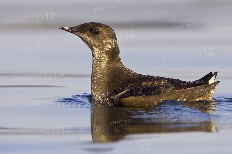 Marbled Murrelet (Brachyramphus marmoratus), British Columbia, Canada