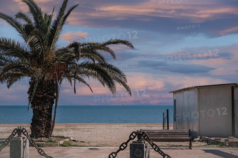 A beautiful palm tree stands by the peaceful ocean at sunset in Marche, Italy. The colorful sky and serene beach create a tranquil scene