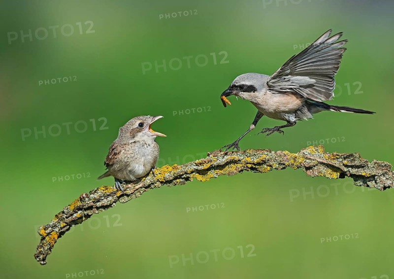 Red-backed Shrike (Lanius collurio) male feeding young, Aosta Valley, Italy