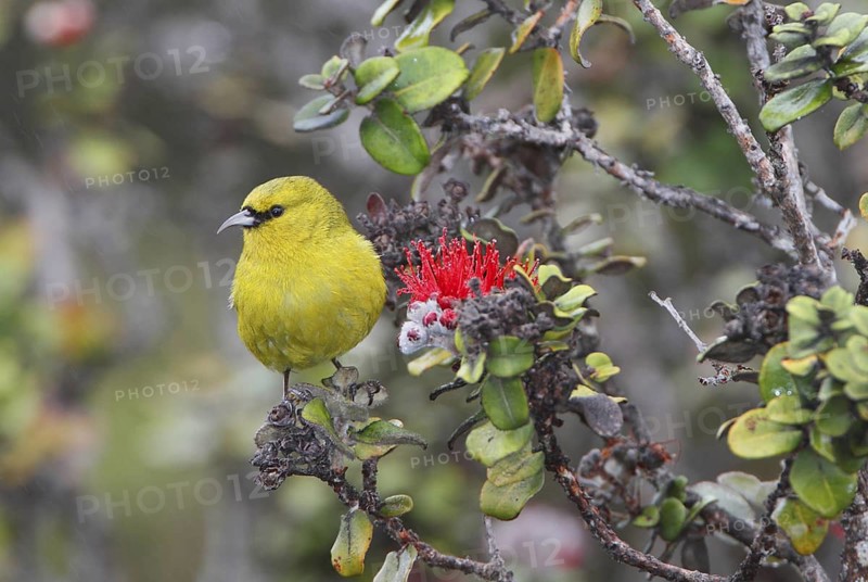 Hawaii Amakihi, Hemignathus virens virens, Hawaiian Honeycreeper