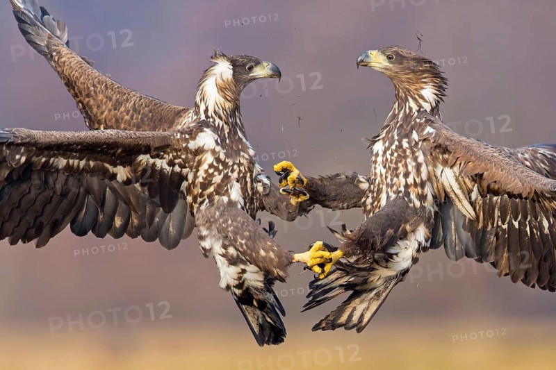 Seeadler, White-tailed Eagle, White-tailed Sea Eagle, Haliaeetus albicilla, Haliaaetus albicilla