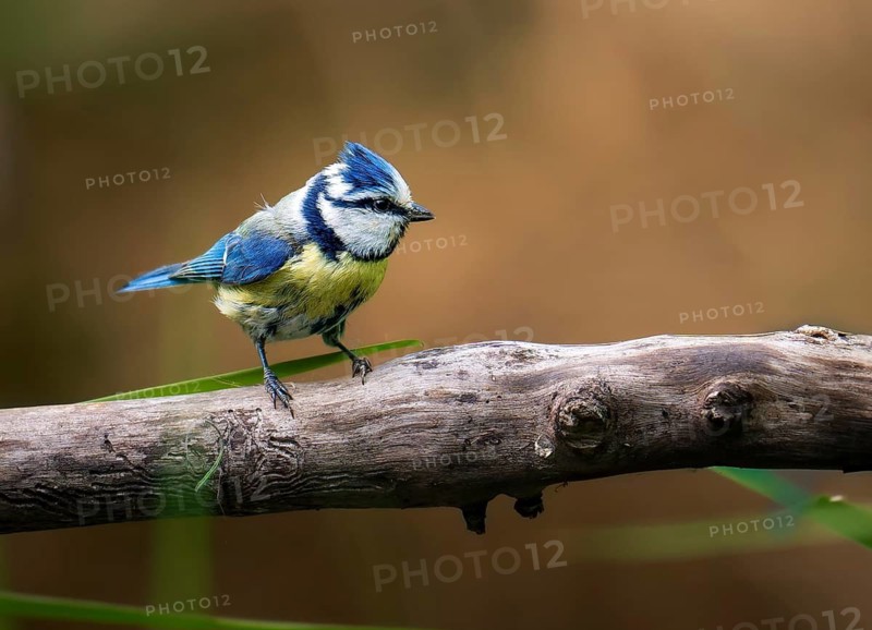 Blue tit (Cyanistes caeruleus), sitting on a thick branch, Canton Aargau, Switzerland