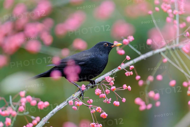 A common blackbird (Turdus merula) sits in a European spindle tree (Euonymus europaeus), and eats the fruit