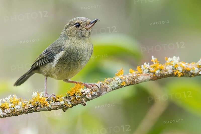 Slaty Flowerpiercer (Diglossa plumbea) perched on a branch in Panama