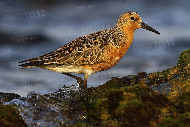Red Knot (Calidris canutus), Asturias, Spain
