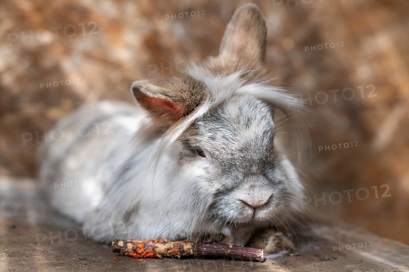 Dwarf rabbit lying on a wooden box in a stable, Stuttgart, Baden-Württemberg, Germany