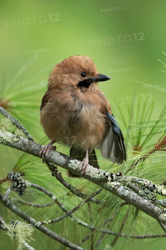 Eurasian Jay (Garrulus glandarius), Bhutan