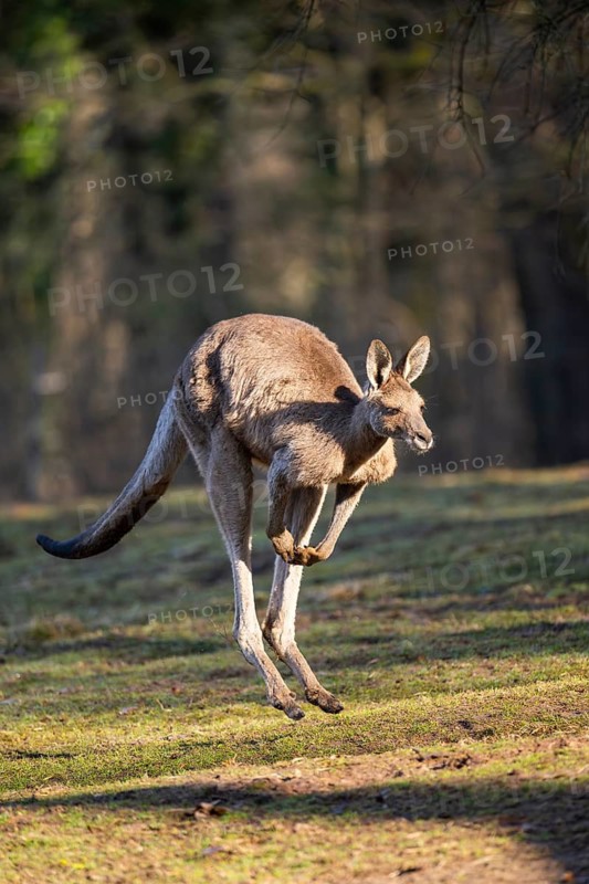 Eastern Gray Kangaroo (Macropus giganteus) jumping on a meadow, captive, occurance Australia, Oceania