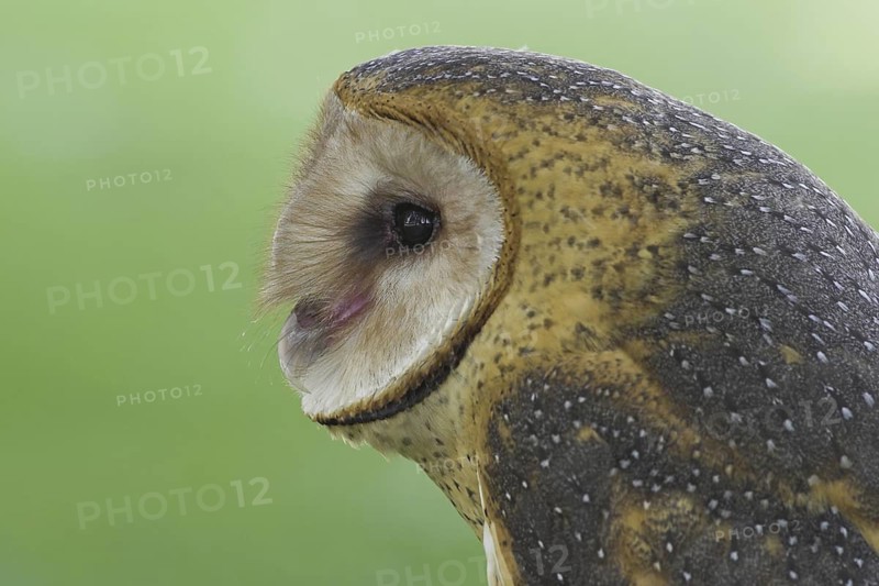 Western Barn Owl (Tyto alba), Alberta, Canada