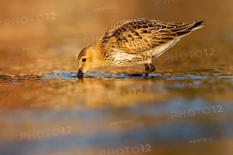 Dunlin (Calidris alpina) foraging, Asturias, Spain