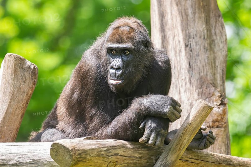 Western lowland gorilla (Gorilla gorilla gorilla) lying on wood, captive, Bavaria, Germany