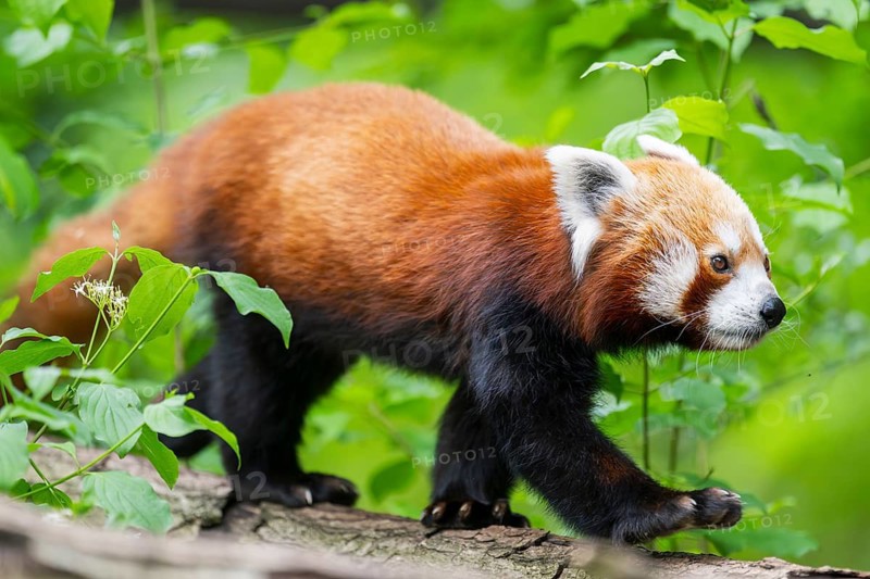 Red panda (Ailurus fulgens) on a branch in a tree, captive, Germany