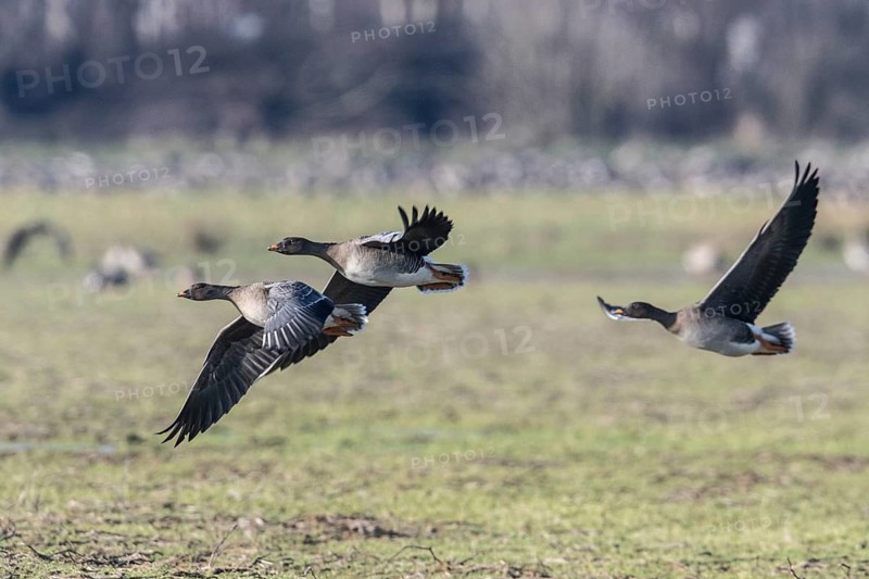 Bean geese (Anser fabalis), Emsland, Lower Saxony, Germany