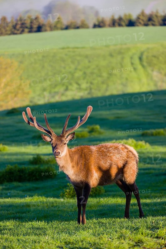 One male Altai maral, Altai wapiti or Altai elk (Cervus canadensis sibiricus) stands on a meadow in the first light of the day