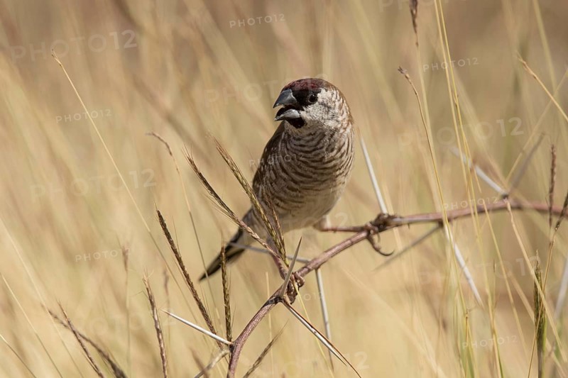 Plum-headed Finch (Neochmia modesta) male, Queensland, Australia
