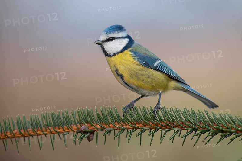 Eurasian Blue Tit (Cyanistes caeruleus), Lower Saxony, Germany