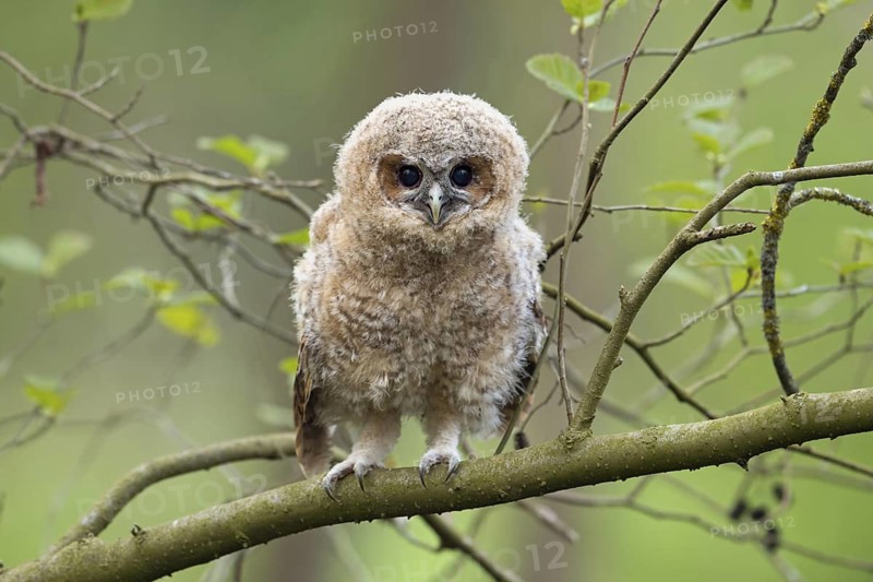 Tawny Owl (Strix aluco) juvenile perched on a branch, North Rhine-Westphalia, Germany