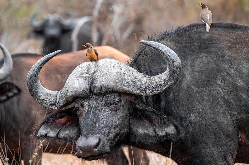 Cape buffalo (Syncerus caffer caffer) with yellowbill oxpecker (Buphagus africanus), animal portrait, Kruger National Park, South Africa