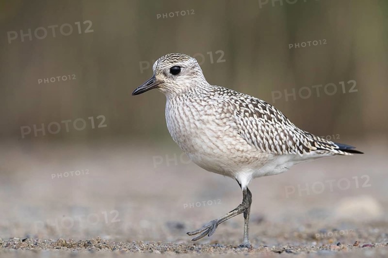 Grey Plover (Pluvialis squatarola), Mecklenburg-Western Pomerania, Germany