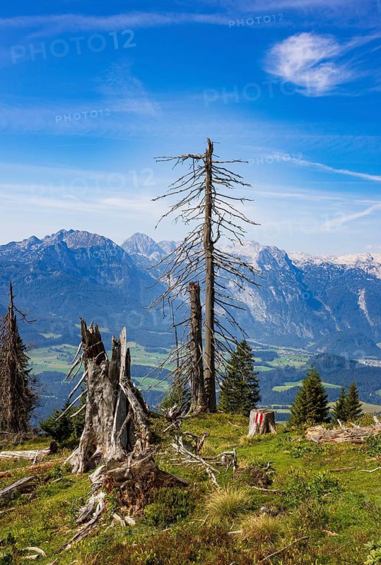 Mountain forest, Dead trees on the way to the summit of the Taborberg, Lammertal, Osterhorngruppe, Salzkammergut, Land Salzburg, Austria