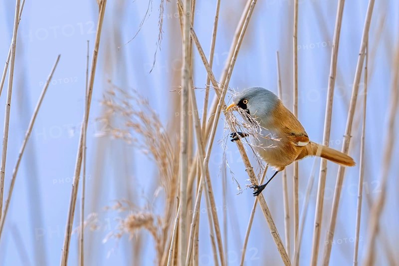 Bearded reedling, bearded tit (Panurus biarmicus) male collecting seed heads in beak as nesting material for nest building in reed bed in spring