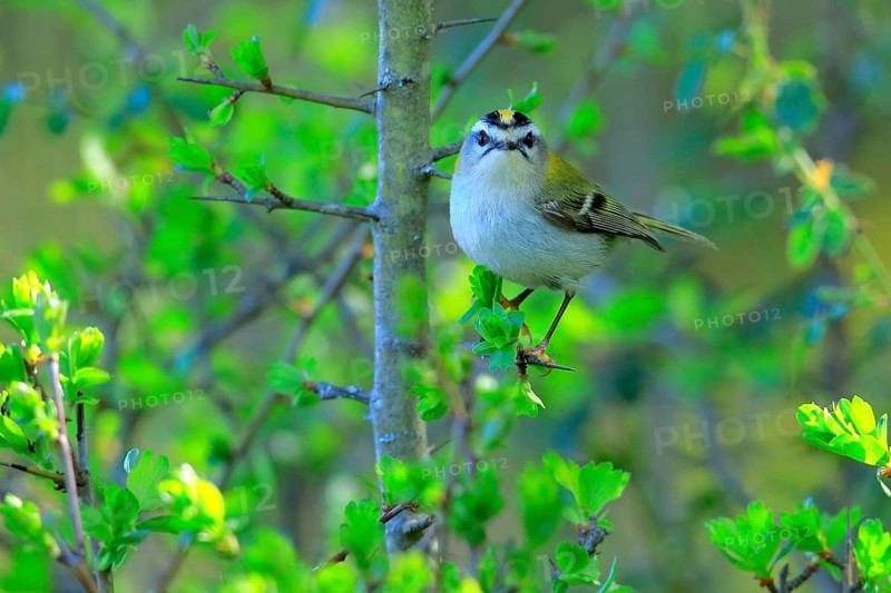 Common Firecrest (Regulus ignicapilla) female perched on a branch, Andalusia, Spain