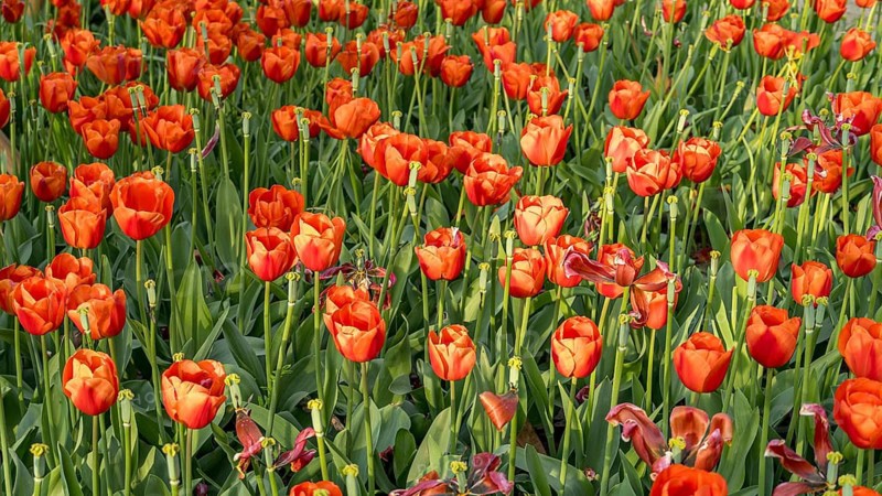 A lush field of bright orange tulips captured in the springtime sunlight, showcasing the natural beauty of the floral landscape