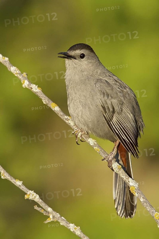 Grey Catbird (Dumetella carolinensis), Manitoba, Canada