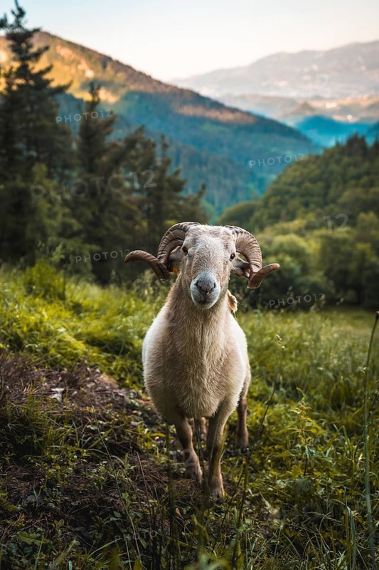 Horned goat on the climb to Monte Adarra in Urnieta, near San Sebastian. Gipuzkoa, Basque Country. Vertical photo