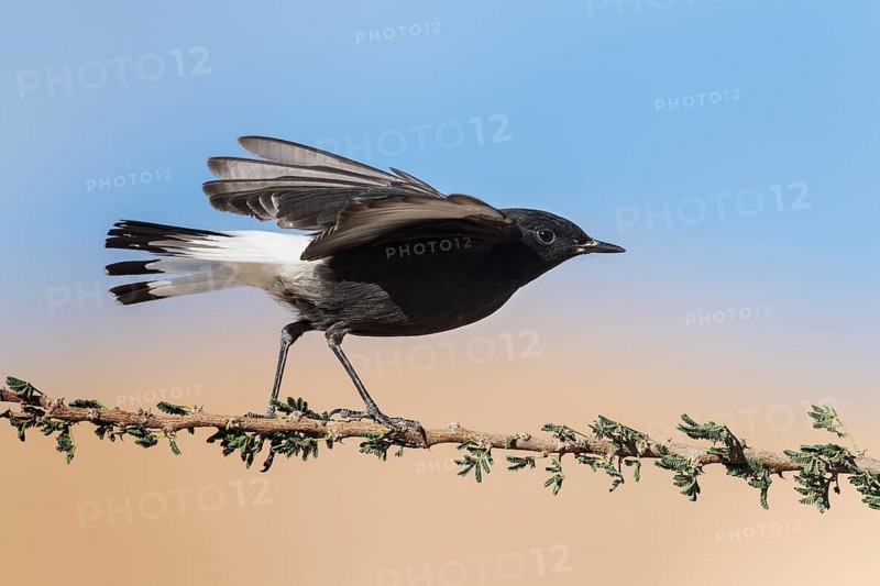 Mourning Wheatear (Oenanthe lugens warriae) perched on a branch, Eilat, Israel
